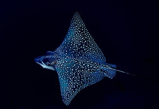 eagle ray during a night dive 