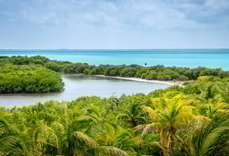 mangrove à Isla Contoy excursion francophone Paseo Tours