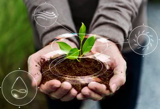 a person holding a plant in their hands