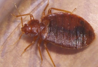 close up image of a bed bug