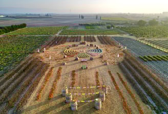 campo zucche di halloween
