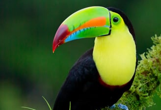 Preservación de ecosistemas para proteger las especies Tucan Picoverde