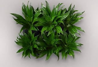 dracaena