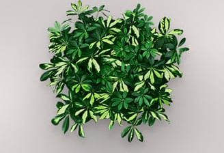 schefflera-variegata