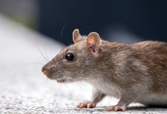 Dératisation rat
