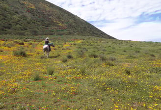 Hidden fields of poppies above Punta Banda