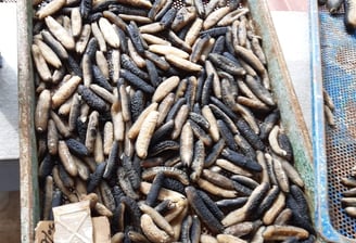 Dried trepangs (Holoturia Scabra) selected by Madopex, Madagascar's leader in seafood exports.