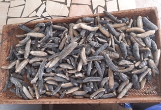 Dried trepangs (Holoturia Scabra) selected by Madopex, Madagascar's leader in seafood exports.