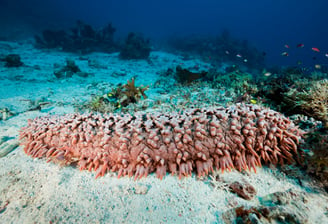 Pineapple trepang selected by Madopex, leader in sustainable sea cucumber exports from Madagascar.