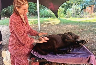 humain qui soigne un chien labrador chocolat avec ses mains en techniques douces