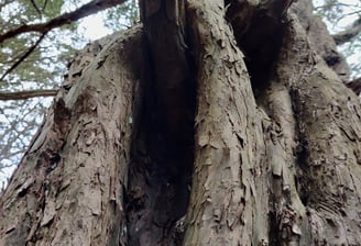 yew tree