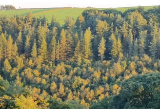 conifer and broadleaf forest