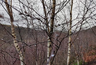 native birch trees in hebden bridge west yorkshire