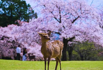 Nara Deer in Nara Park Cherry Blossom