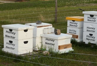 Best Organic Honey In India