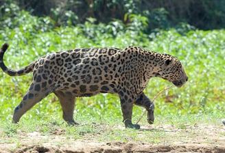 Jaguar Adventure Tour in Pantanal