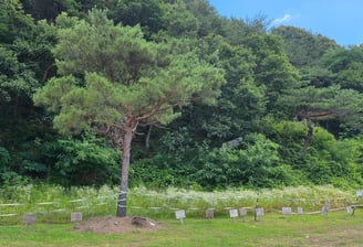 Mass grave at Golyong-gol