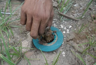 makanan yang paling disukai tikus