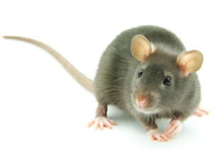 cara jebak tikus