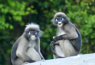 Les Langurs, singes à lunettes, Chumphon