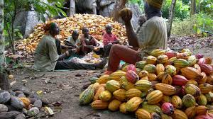 A group of farm worker sitting and working with a large number of cocoa pods in a cocoa plantation. 