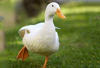 a duckling standing on the grass in a grassy area