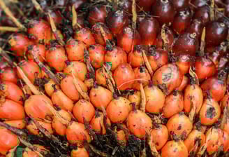 Fruto de palma de aceite