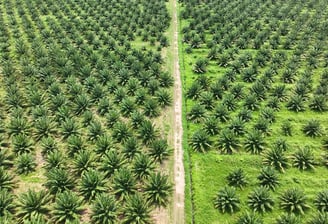 cultivo de palma de aceite en colombia