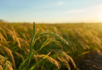 We do mutiple quality checks before selling our rice to ensure only good quality rice are supplied.