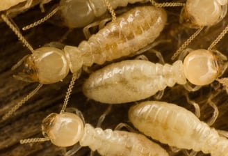 Diagnostic termites