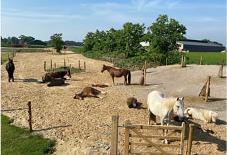 Paddock paradise au refuge de la pension pré équine dans la Nièvre