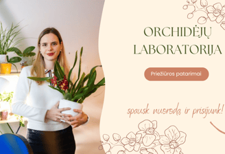 Orchidėjų Laboratorija bendruomenės įkūrėja Viltė, laikanti raidonai žydinčią orchidėją