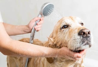 Washing dog and pets with nanobubbles