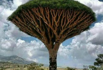 Socotra Guide
