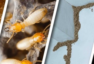 termite_25/03/25