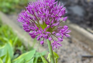 allium bloom