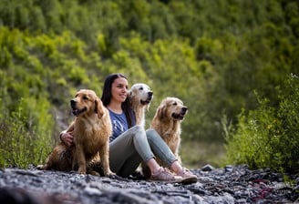 chiens golden chez nanette
