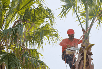 Palm Tree Service