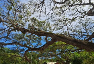 arborist climbing a large tree with multiple ropes