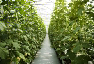 Hidroponik Melon agroland greenhouse