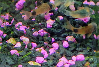 panda cory catfish with Venezuelan Corydoras castfish in aquarium