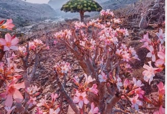 socotra guide