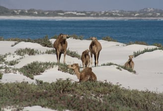 Socotra guide