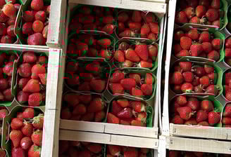 Plusieurs cagettes et colis de barquettes de fraises bio et locales