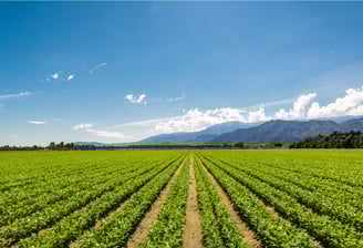 Agricultural field monitored with smart IoT sensors for environmental tracking