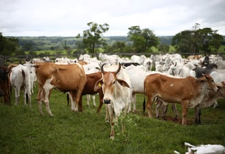 Cattle farm secured with AI incident detection and real-time alerts