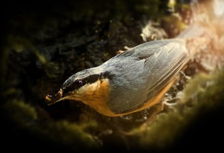 L'oiseau sitelle se nourrissant