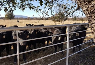 Cows for sale near me