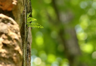 Engagement, inclusion, and compassion