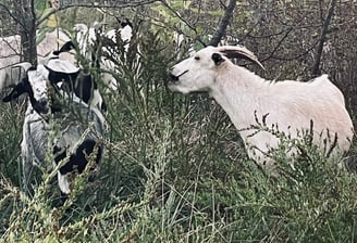 goats eating noxious weed